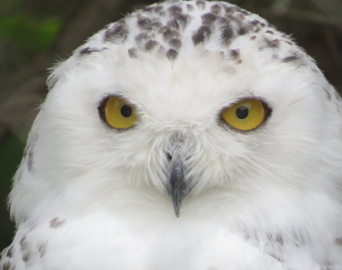 Snowy owl