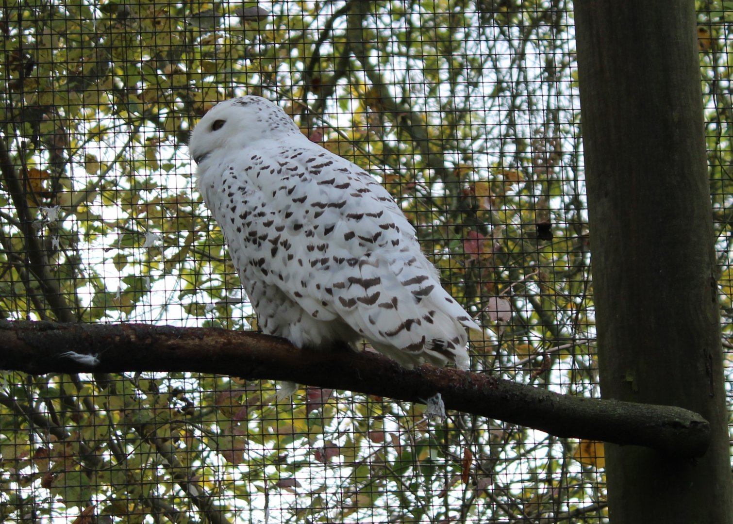 Snowy owl