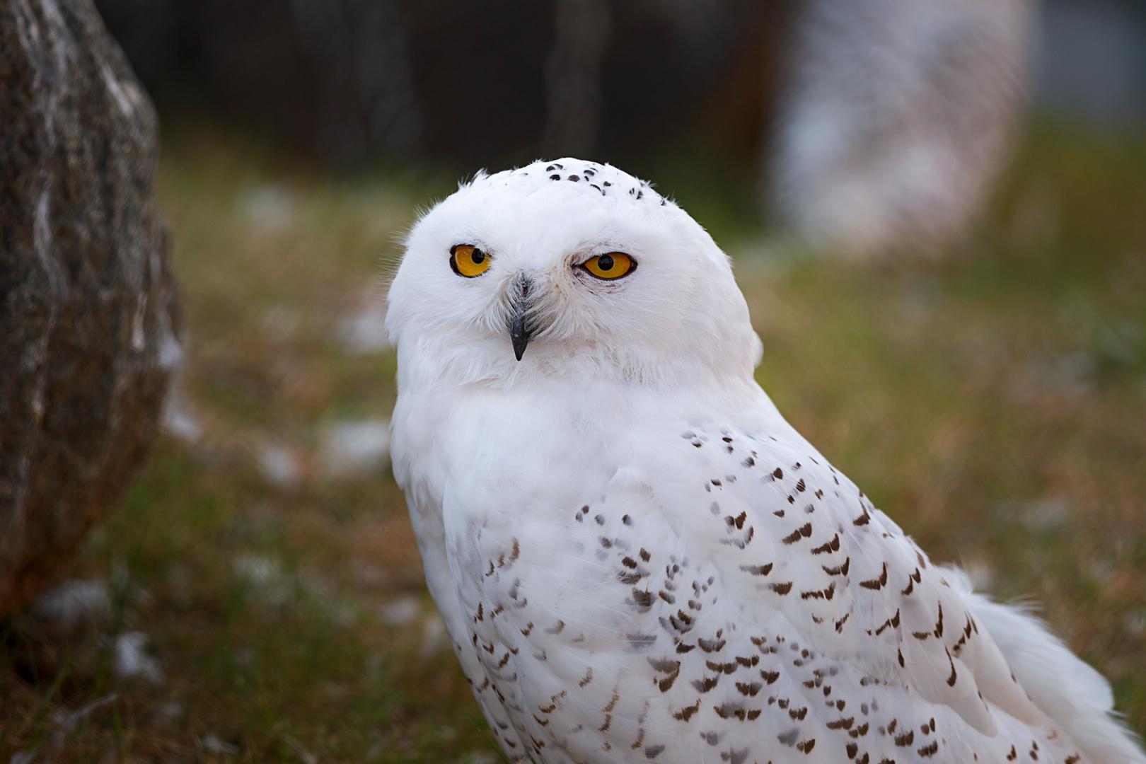 Snowy owl