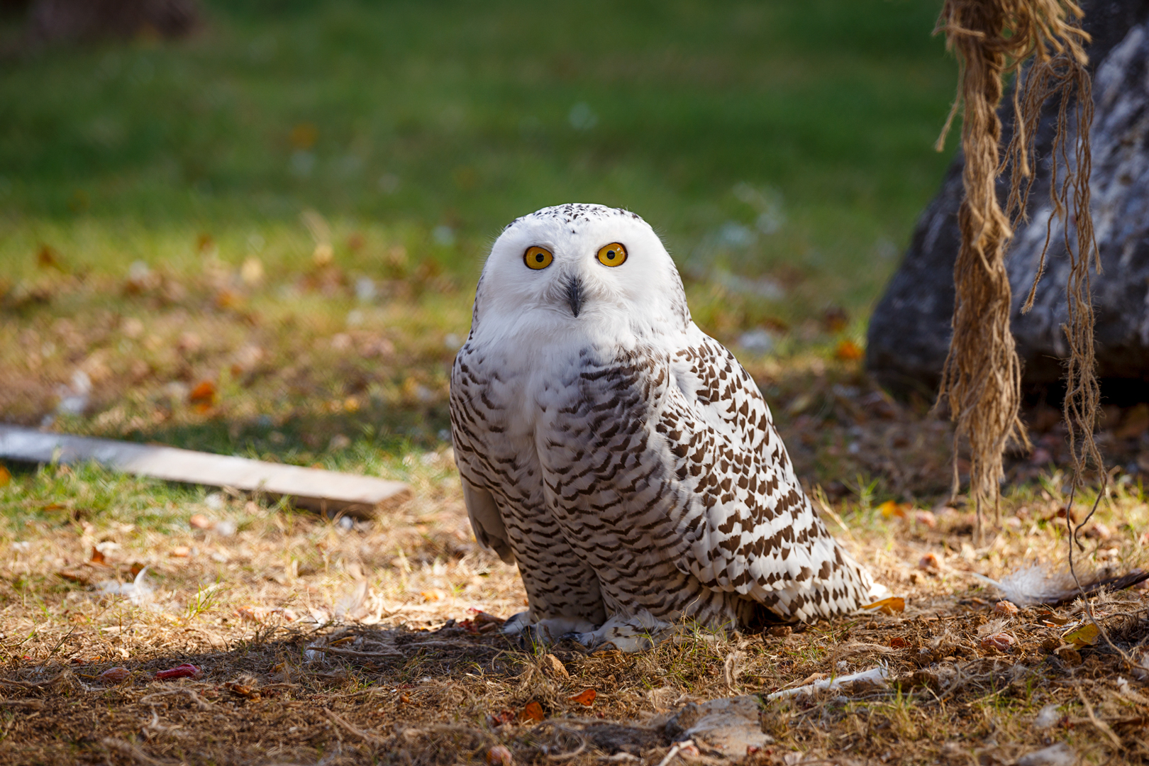Snowy owl