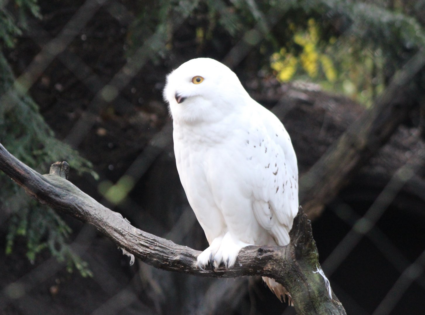 Snowy owl