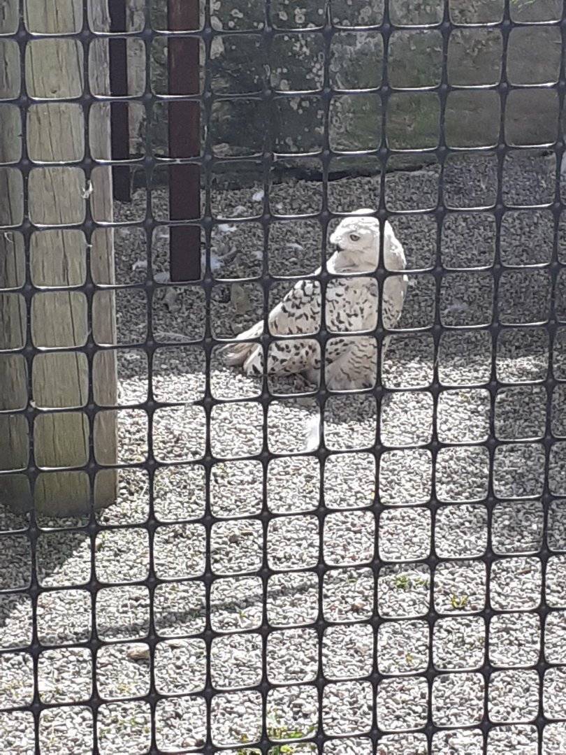 Snowy owl