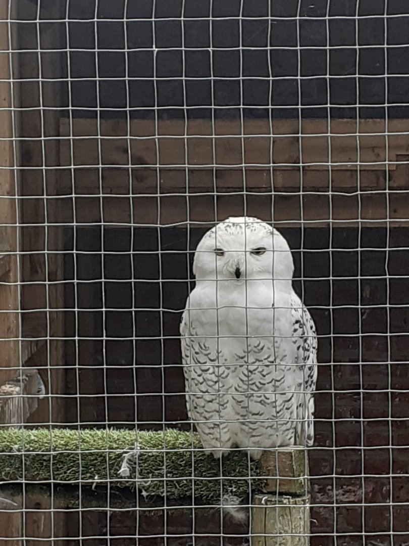 Snowy owl