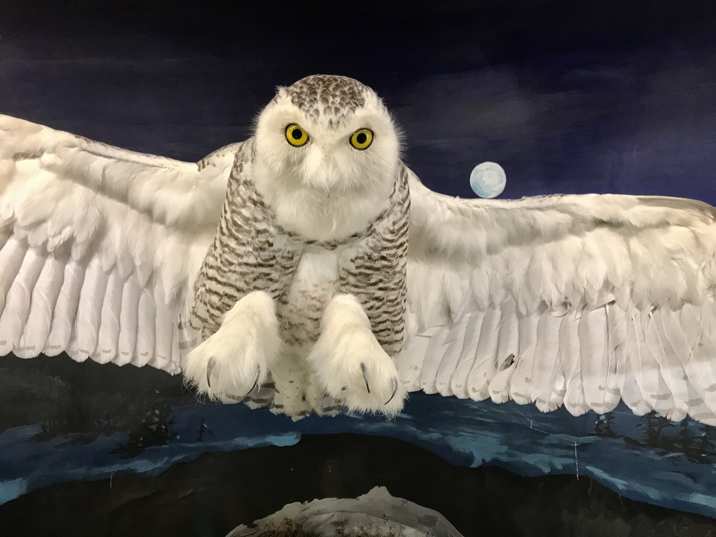 Snowy Owl