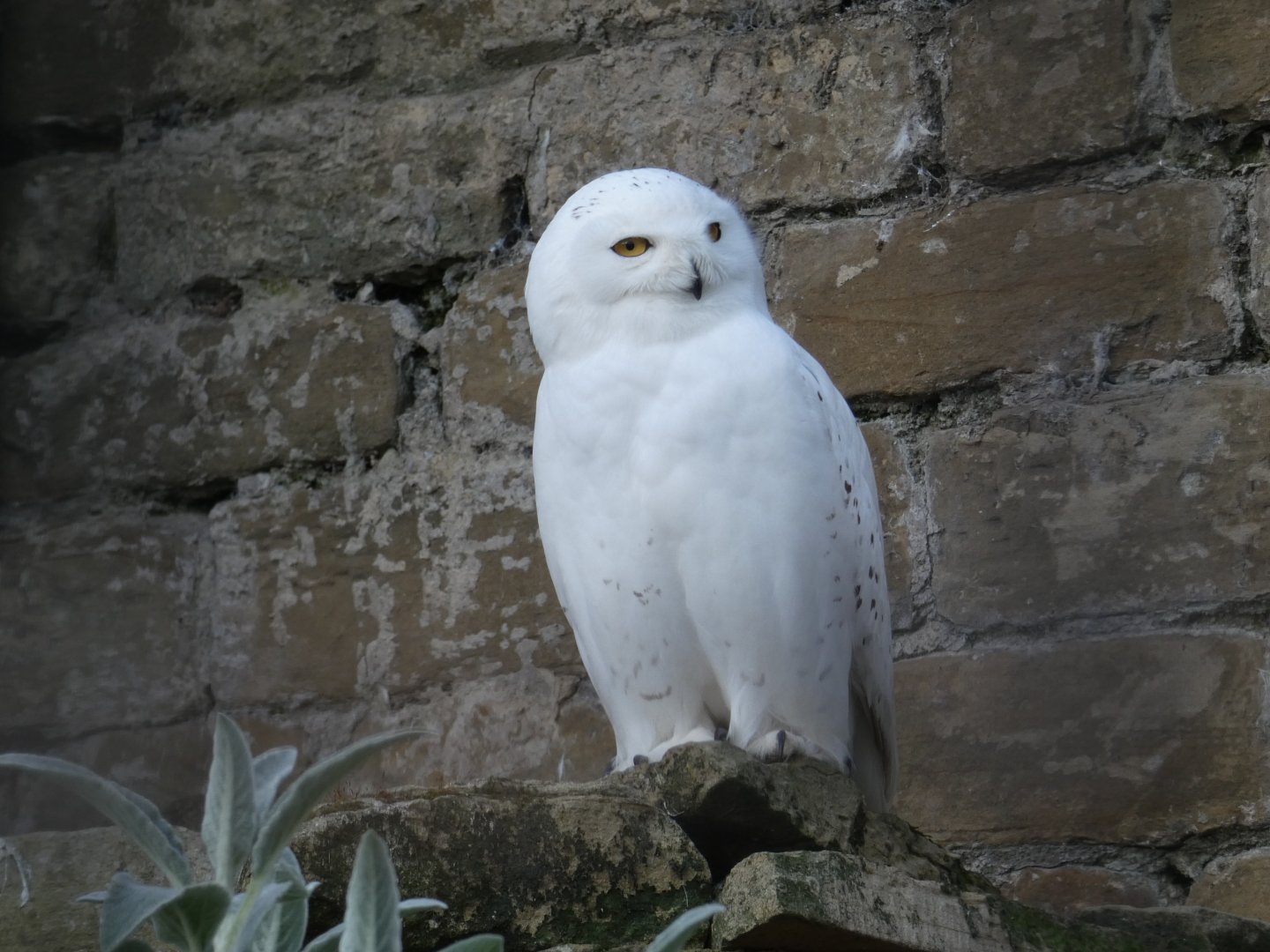 Snowy owl