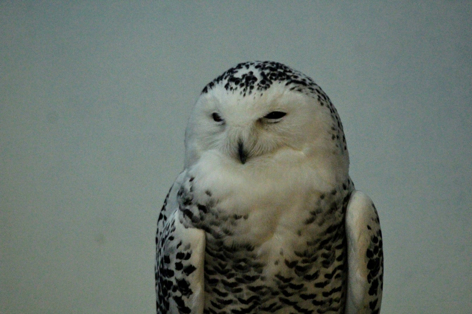 Snowy Owl