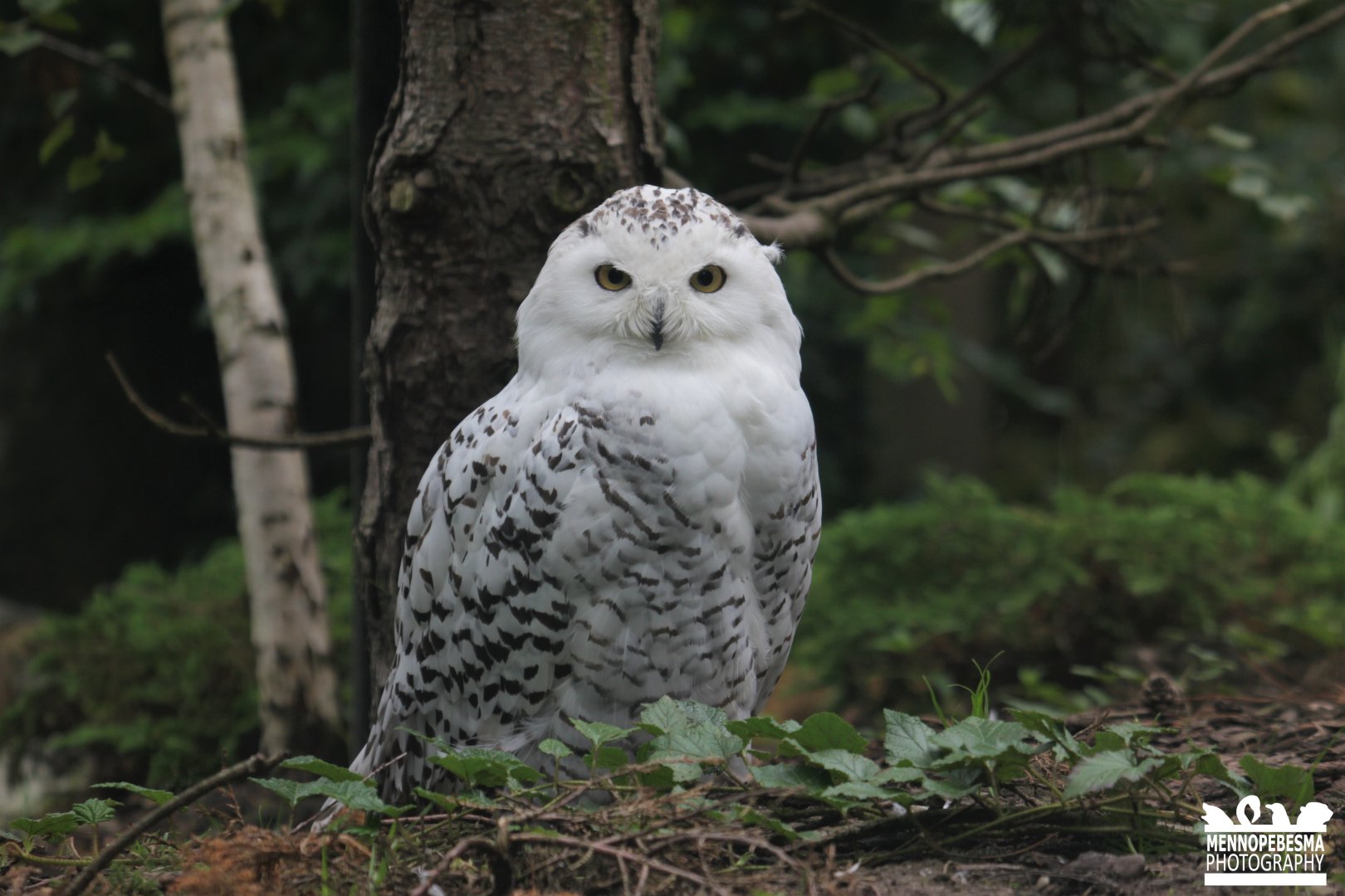 Snowy owl