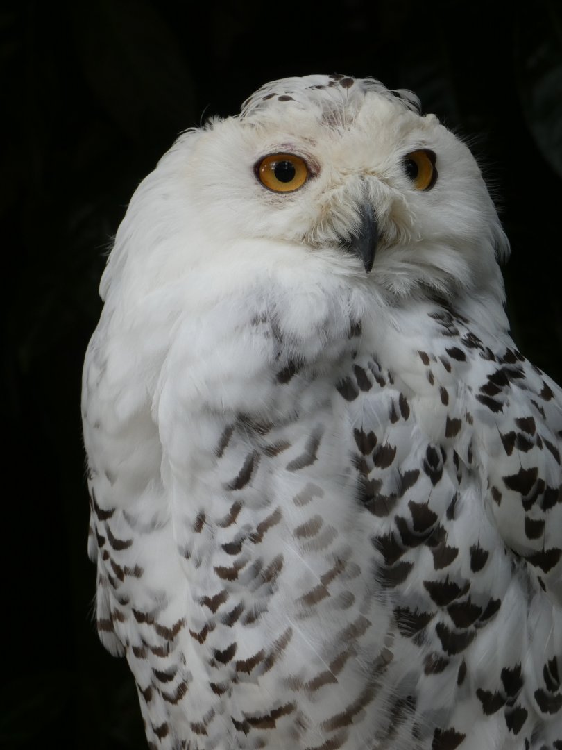 Snowy owl
