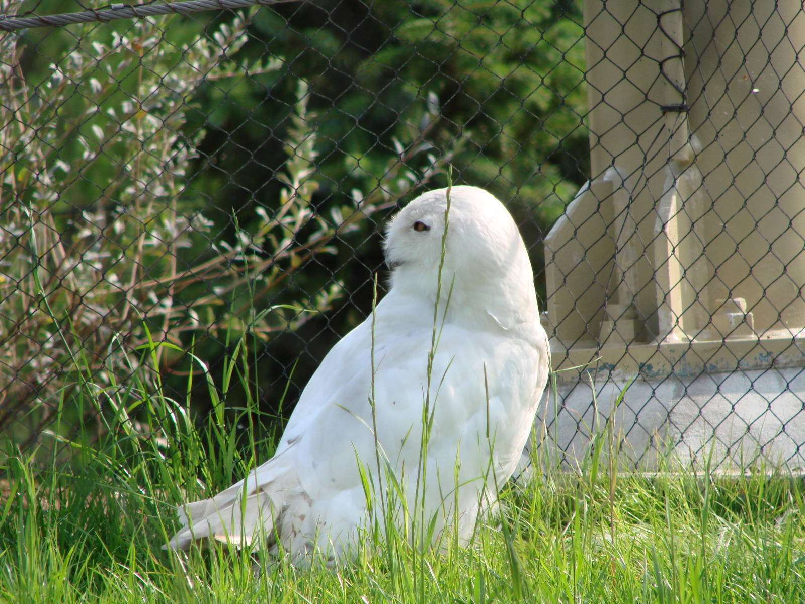 Snowy Owl