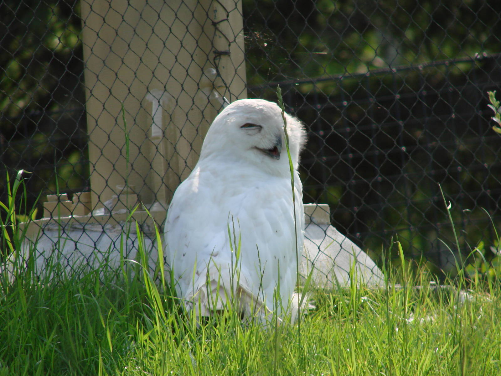 Snowy Owl