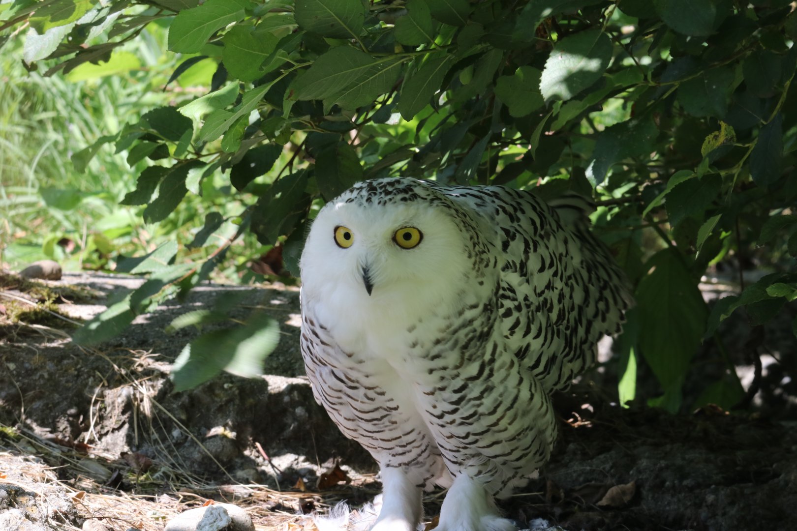 Snowy owl