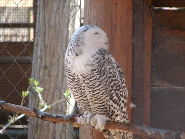 Snowy owl