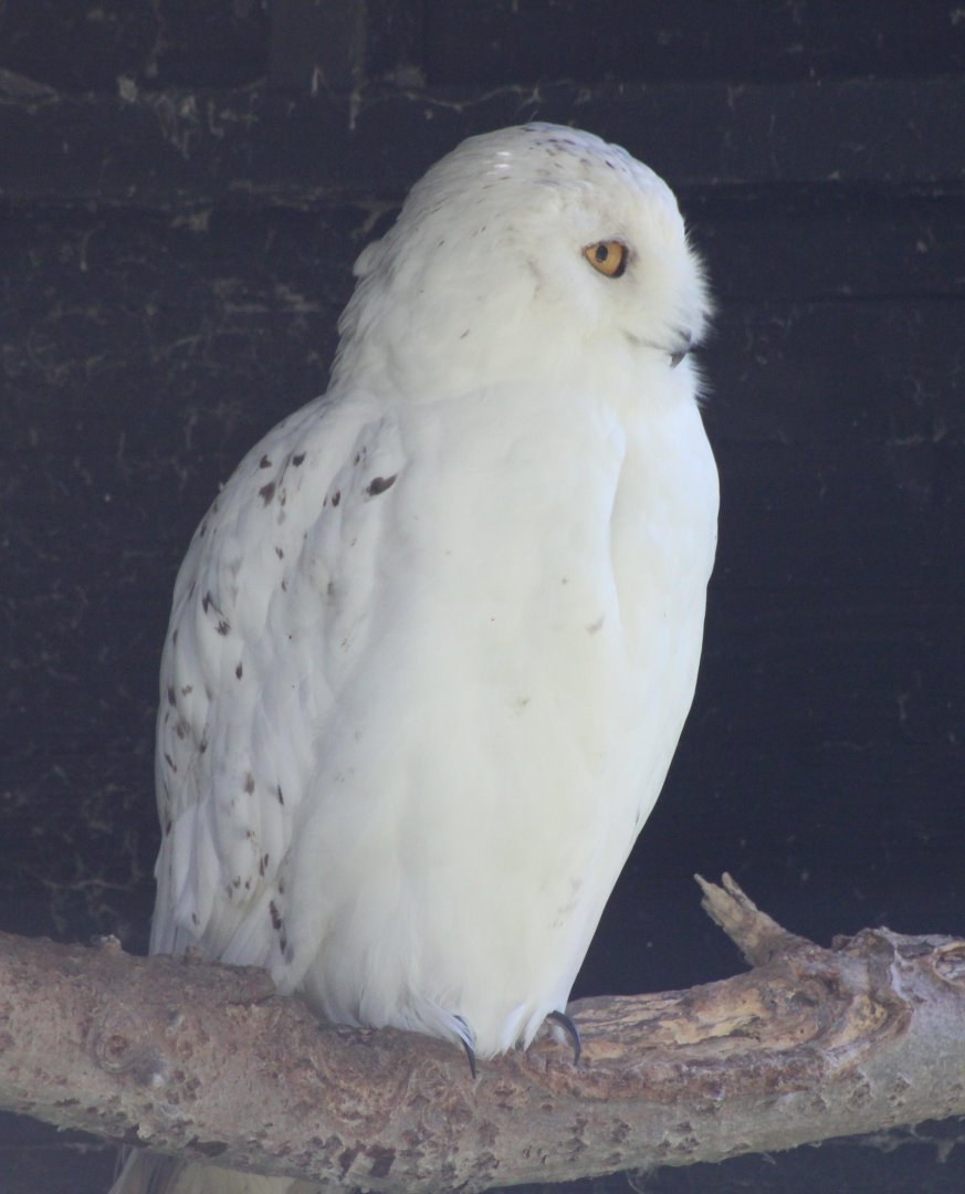 Snowy owl