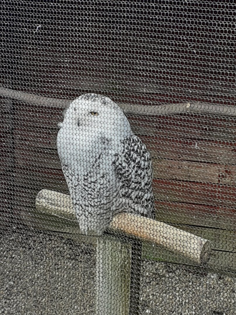 Snowy owl