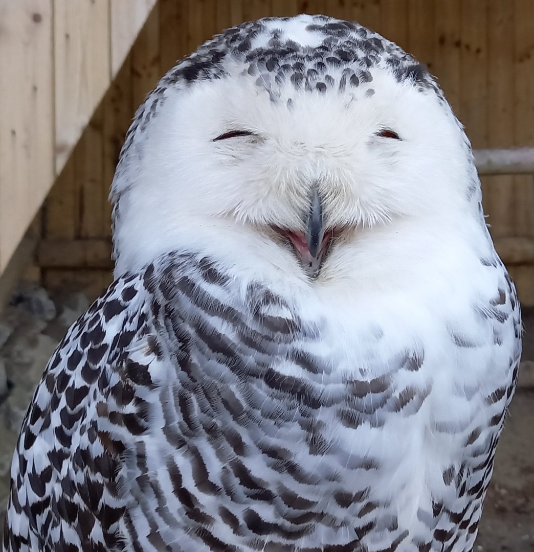 Snowy owl