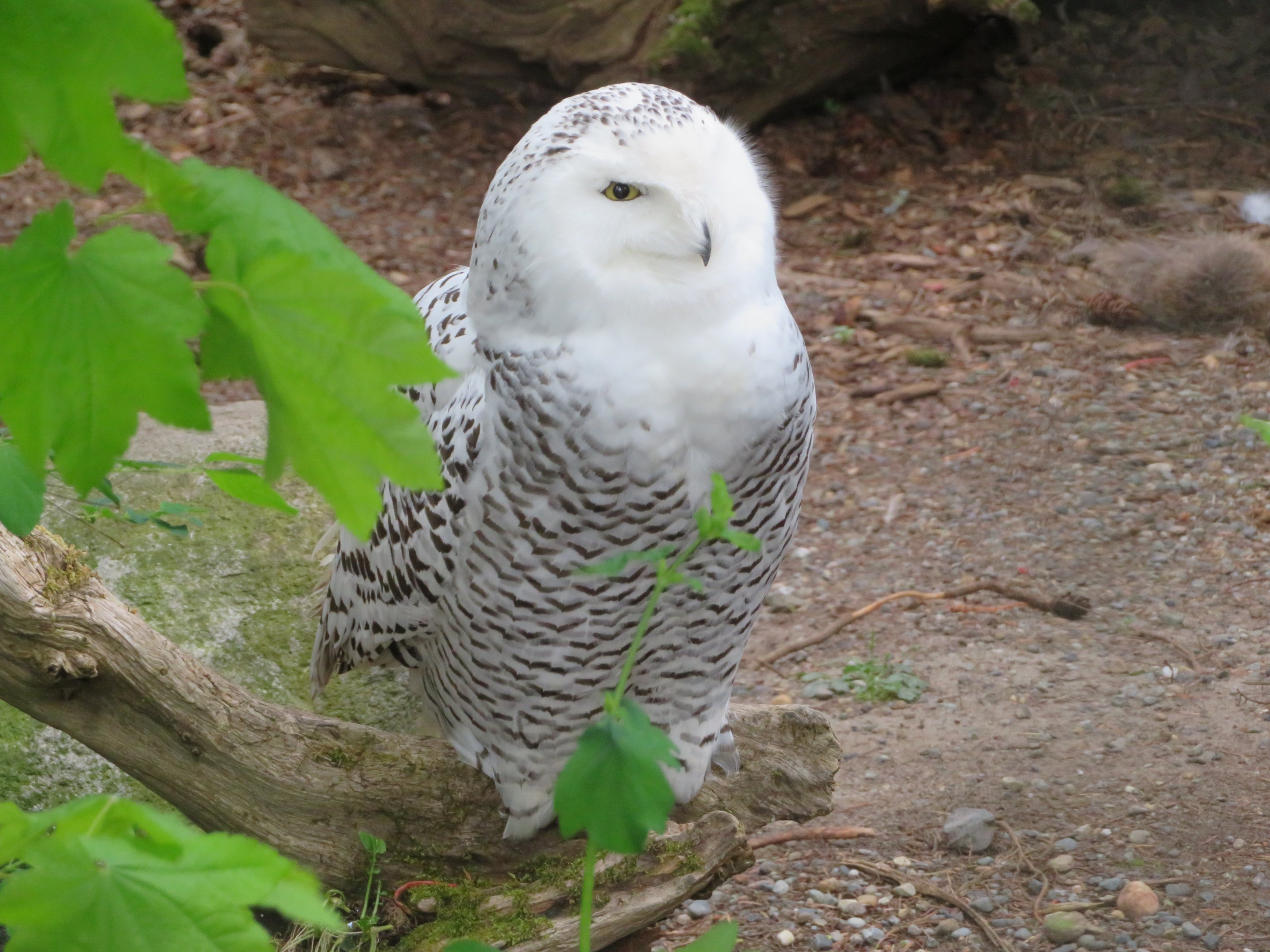 Snowy Owl