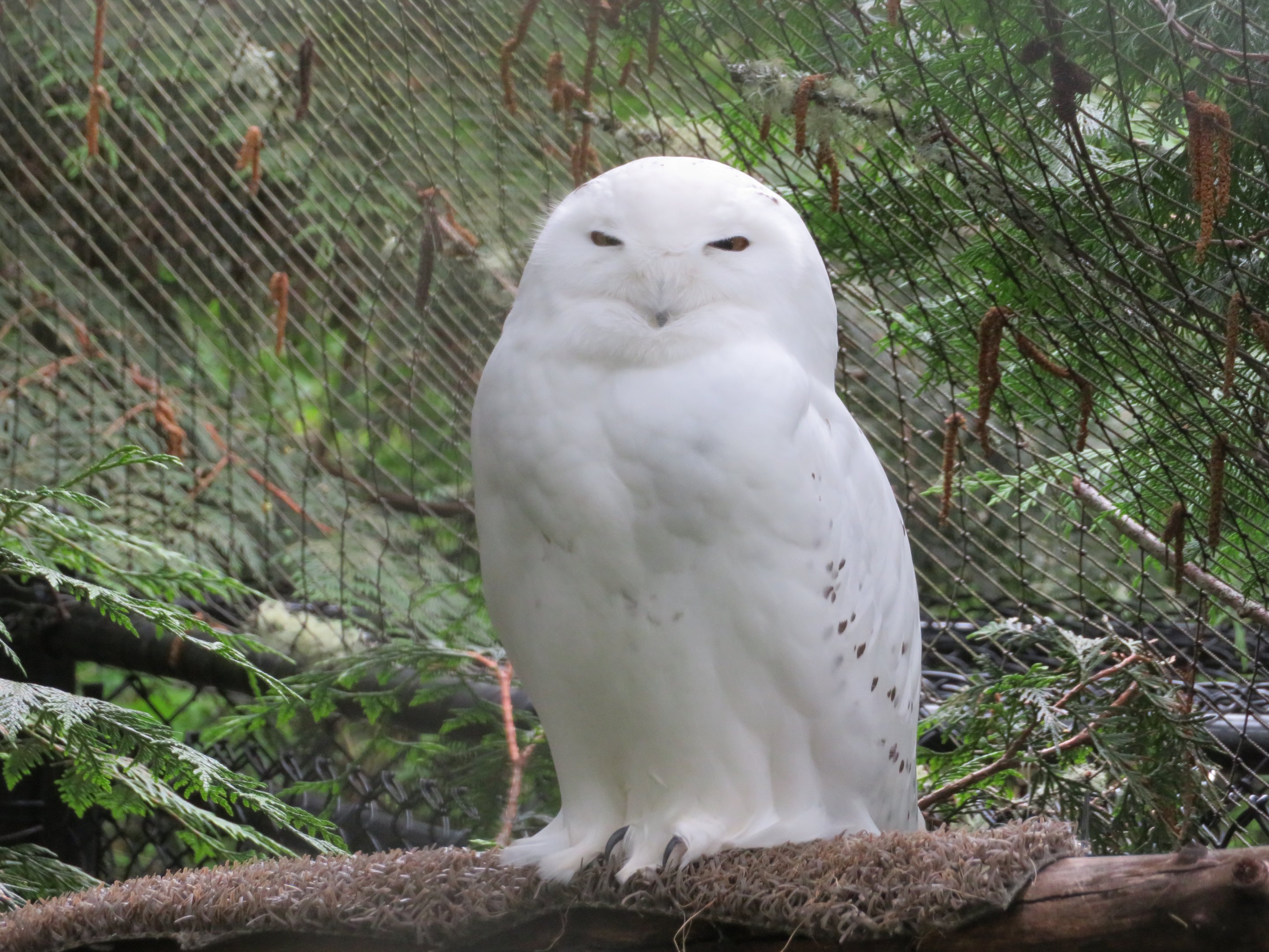 Snowy Owl