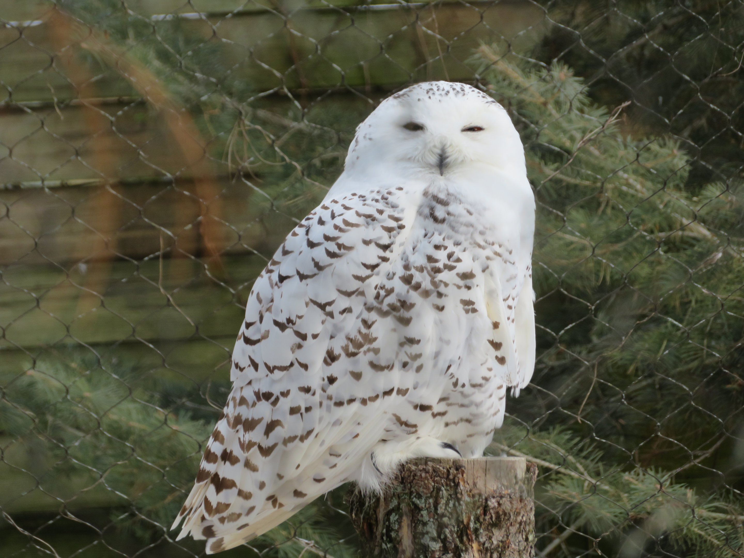 Snowy Owl