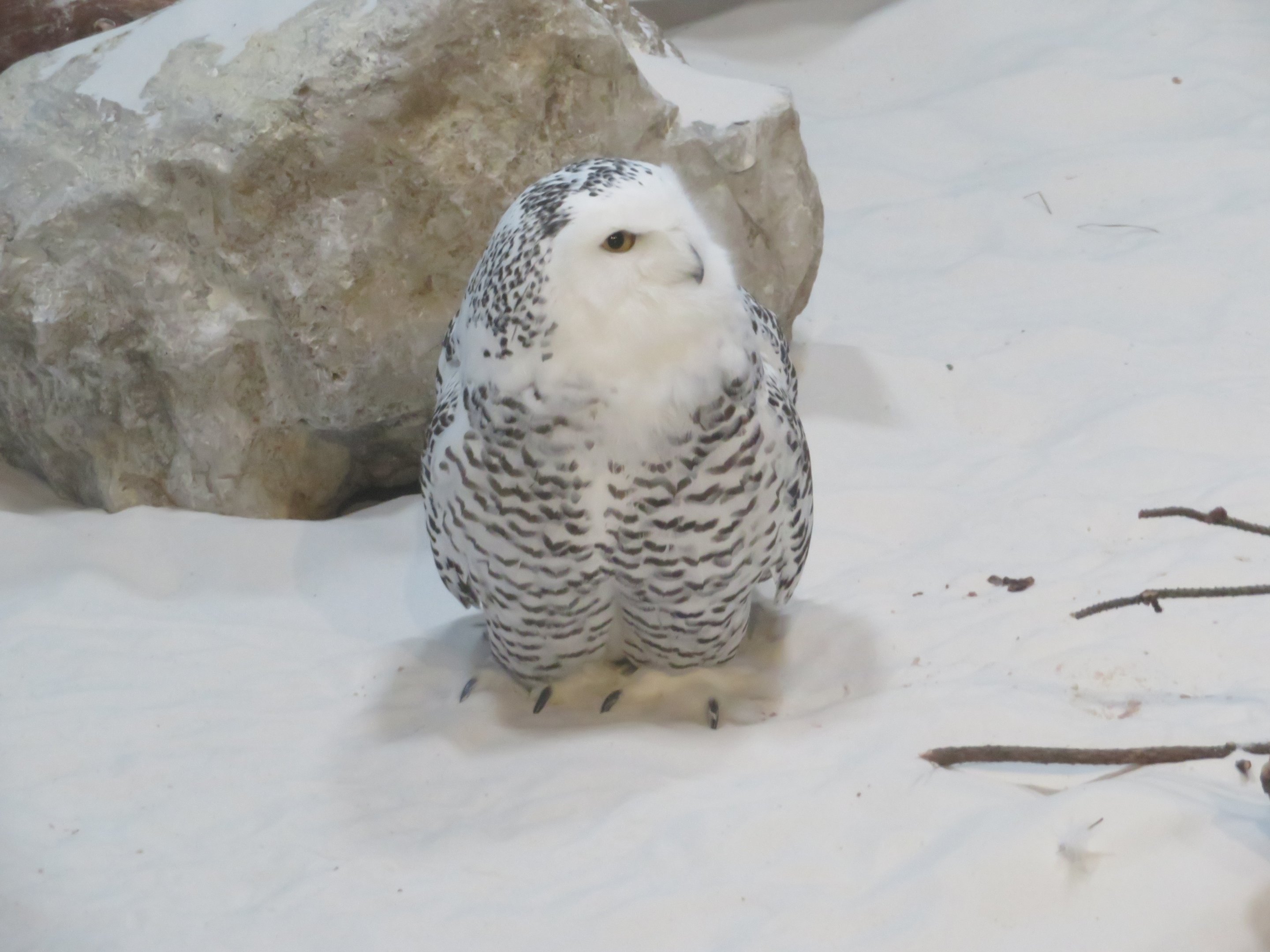 Snowy Owl