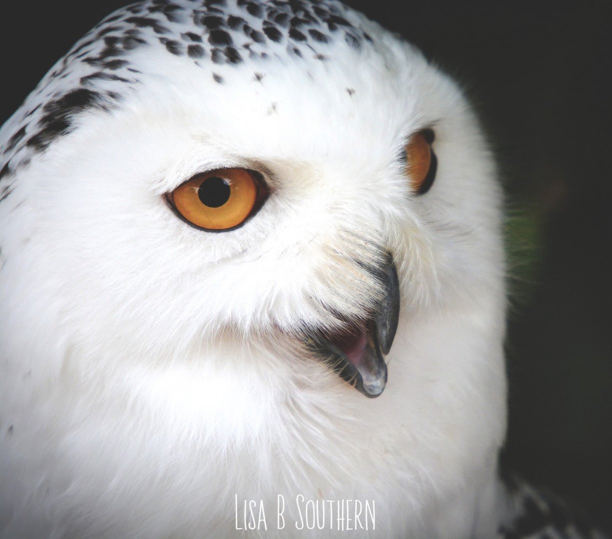 snowy owl