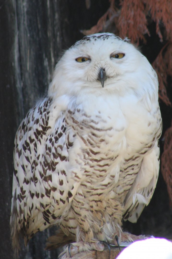 Snowy owl