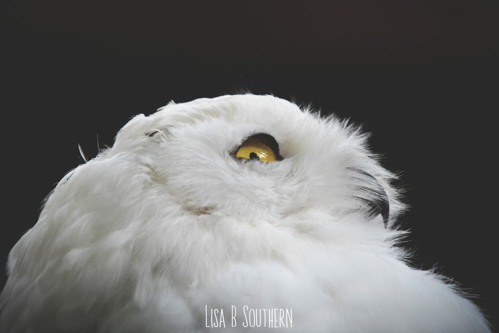 Snowy Owl