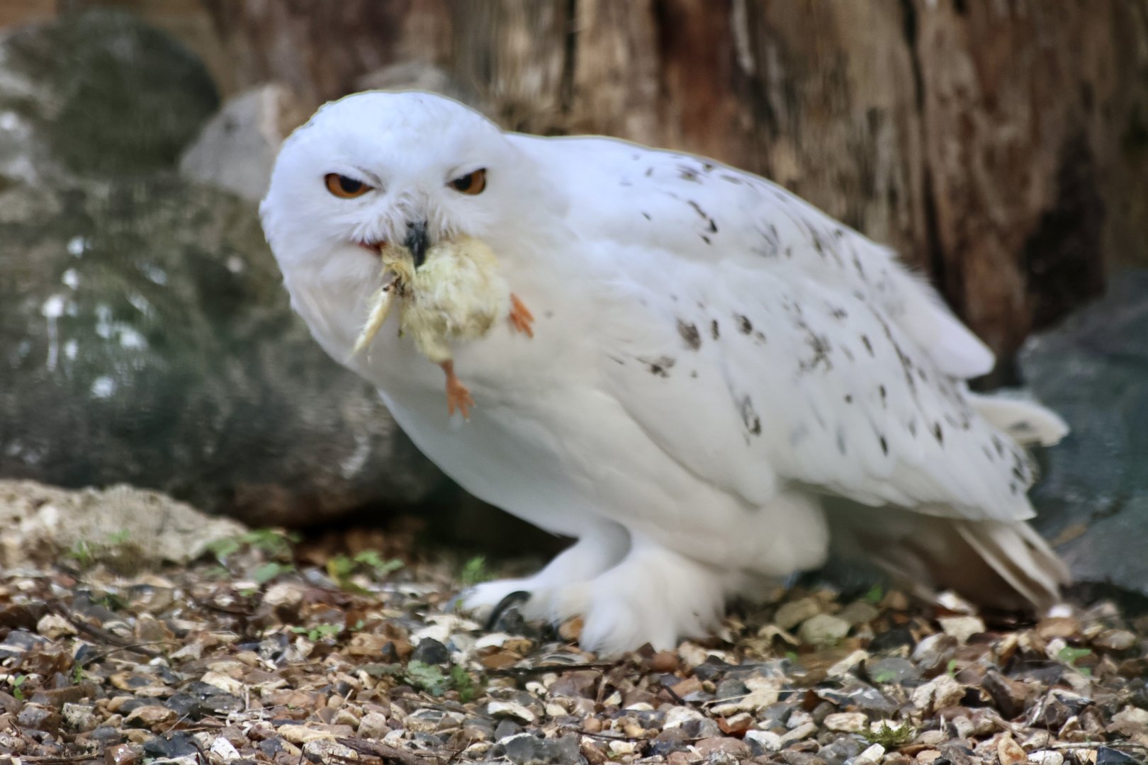 Snowy Owl