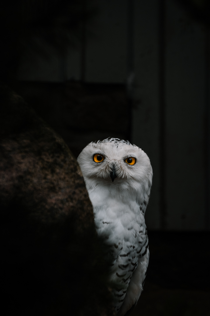 Snowy Owl