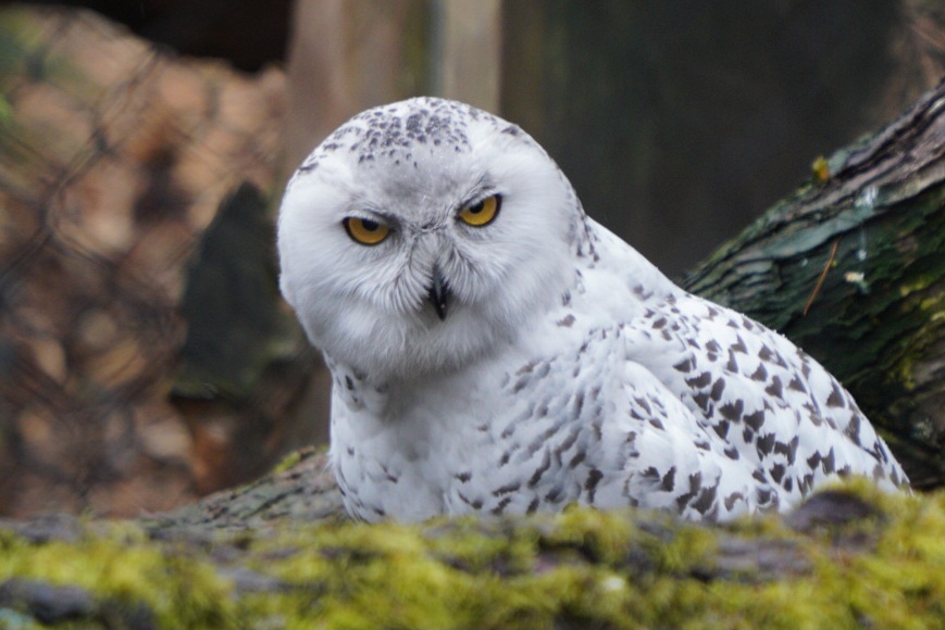Snowy Owl
