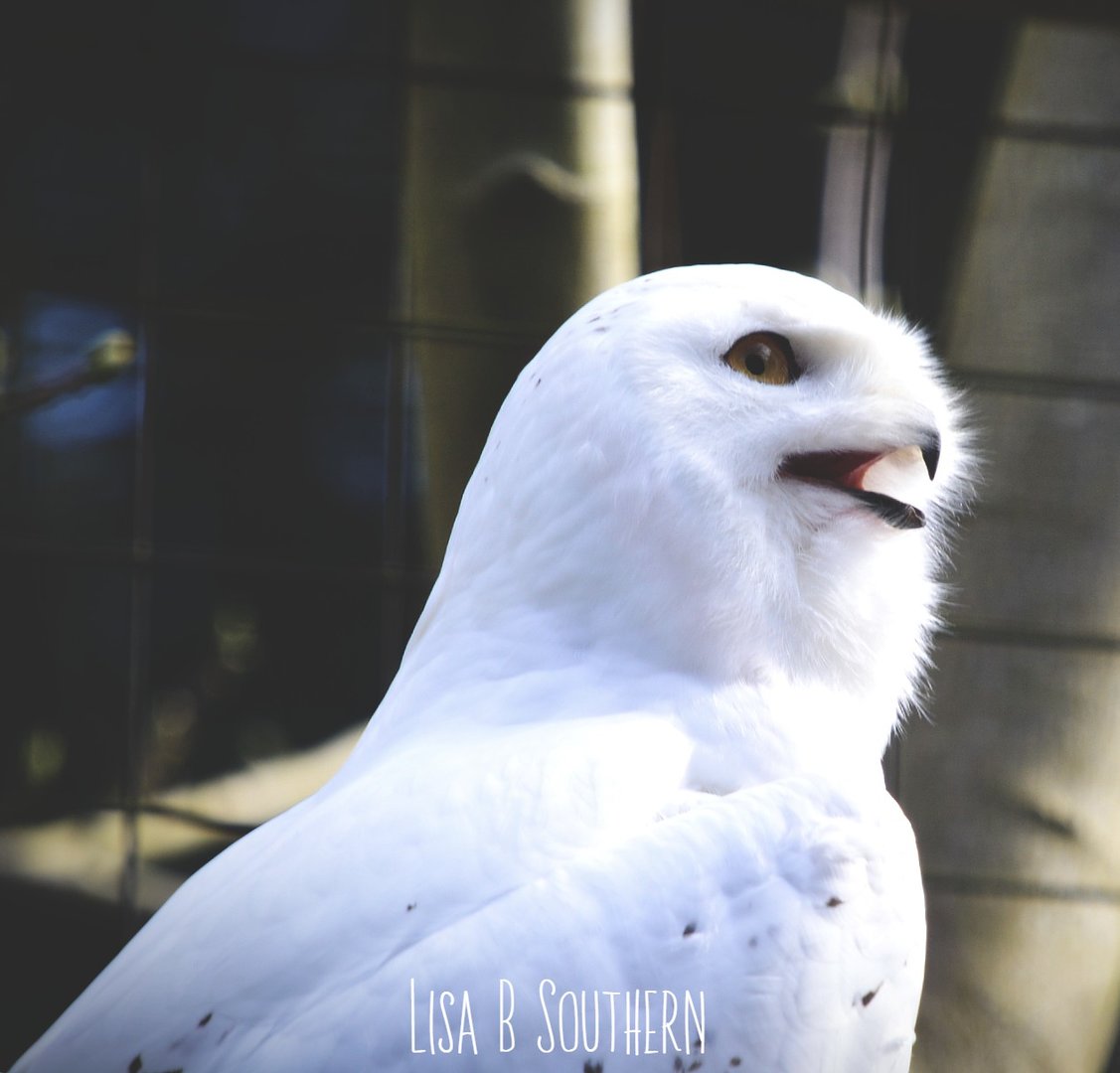 snowy owl
