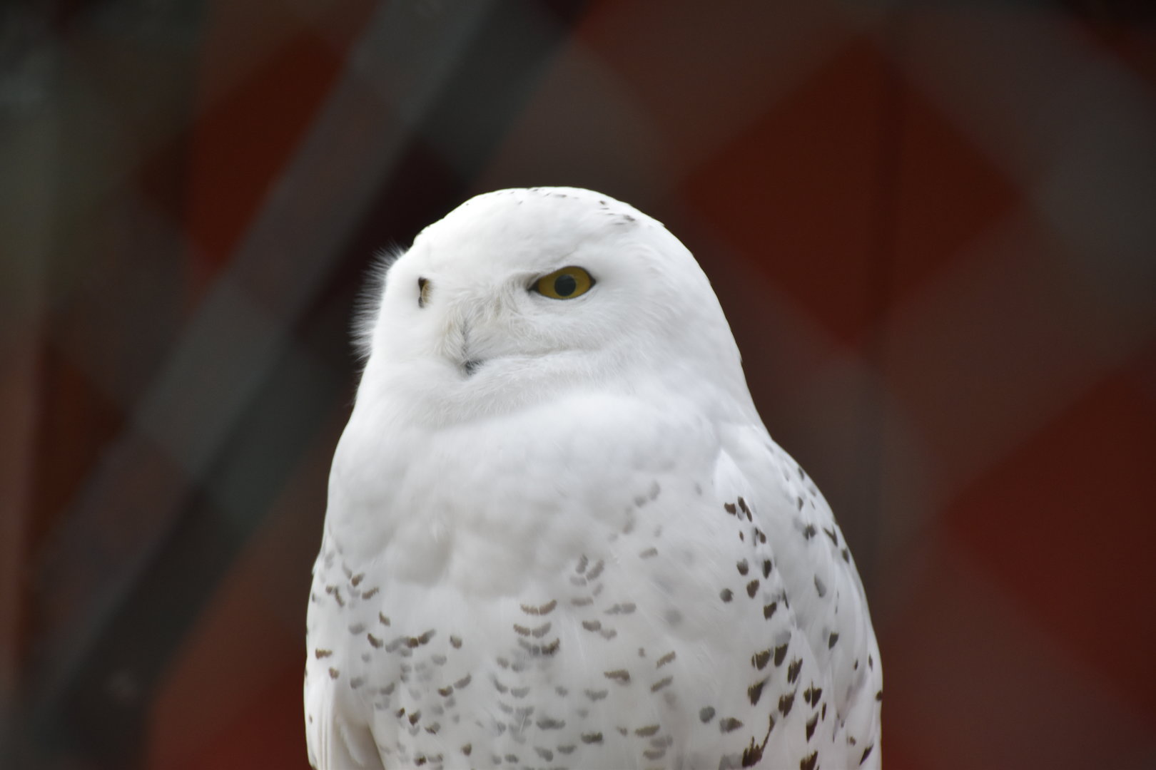 Snowy owl