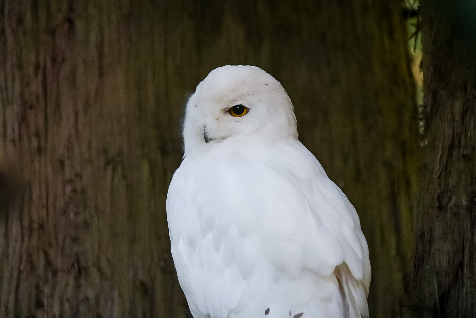 Snowy OWL