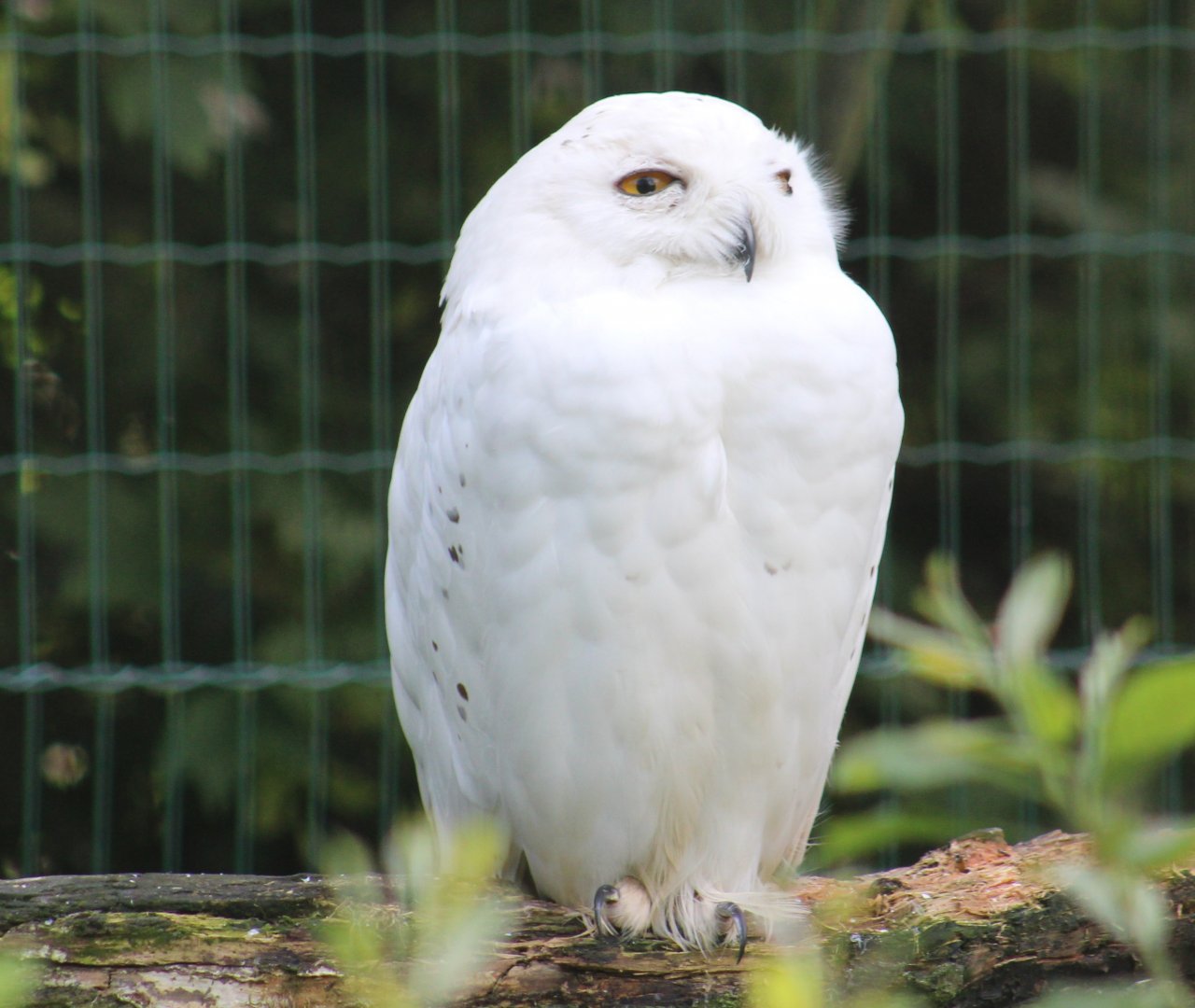 Snowy owl
