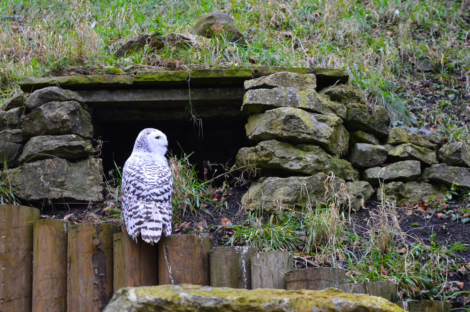 Snowy owl