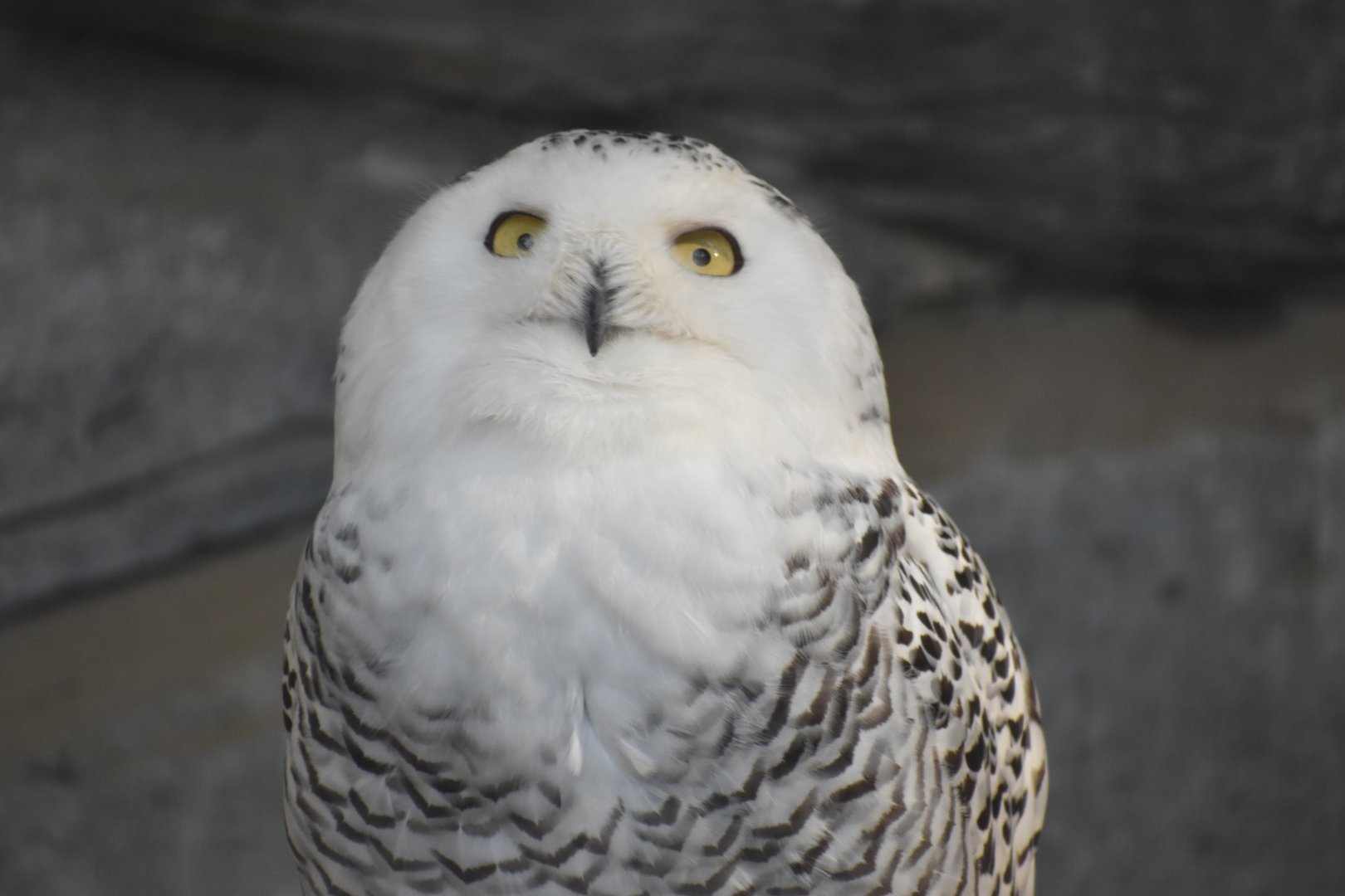 Snowy Owl