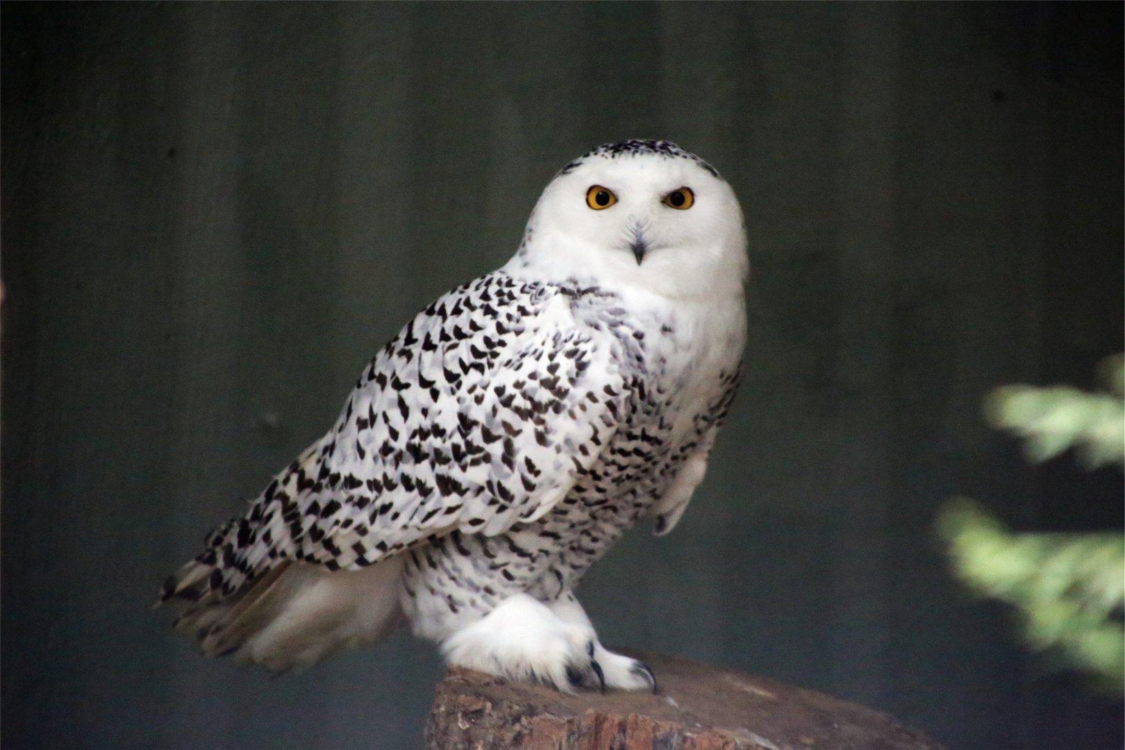 Snowy Owl