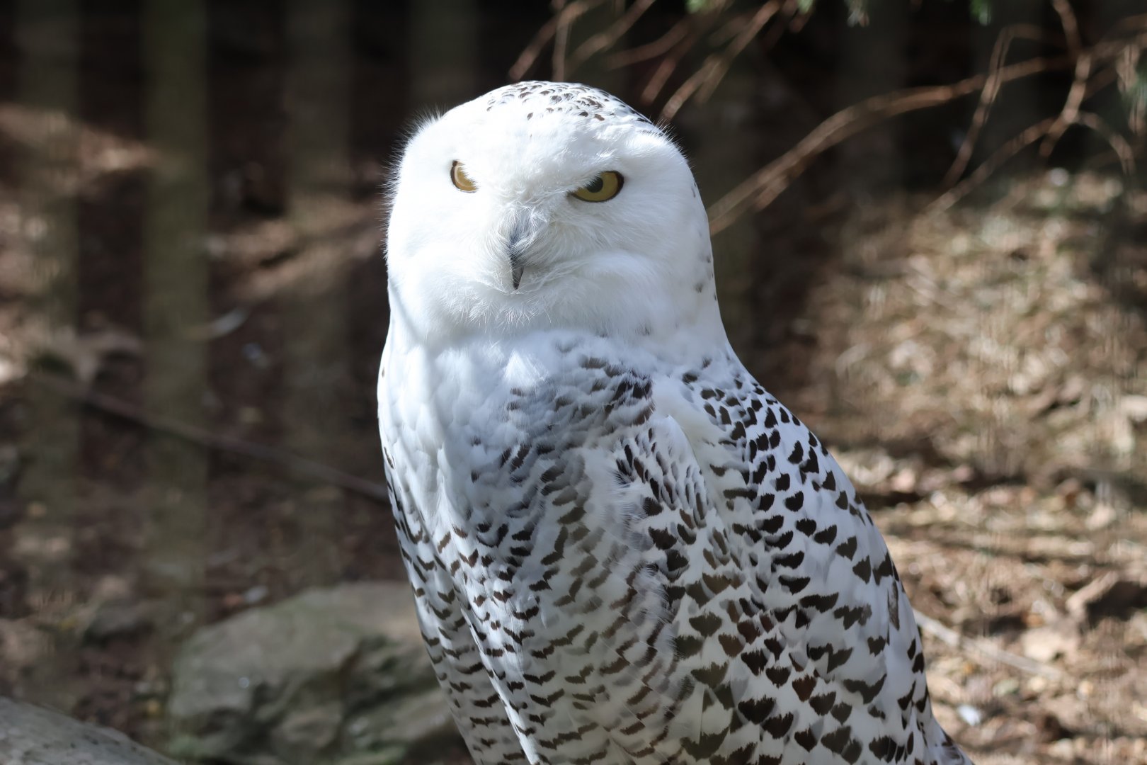 Snowy Owl