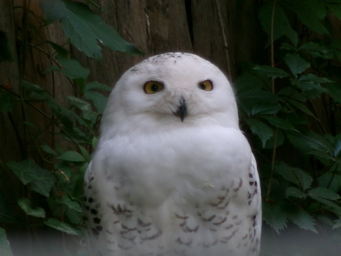 Snowy owl