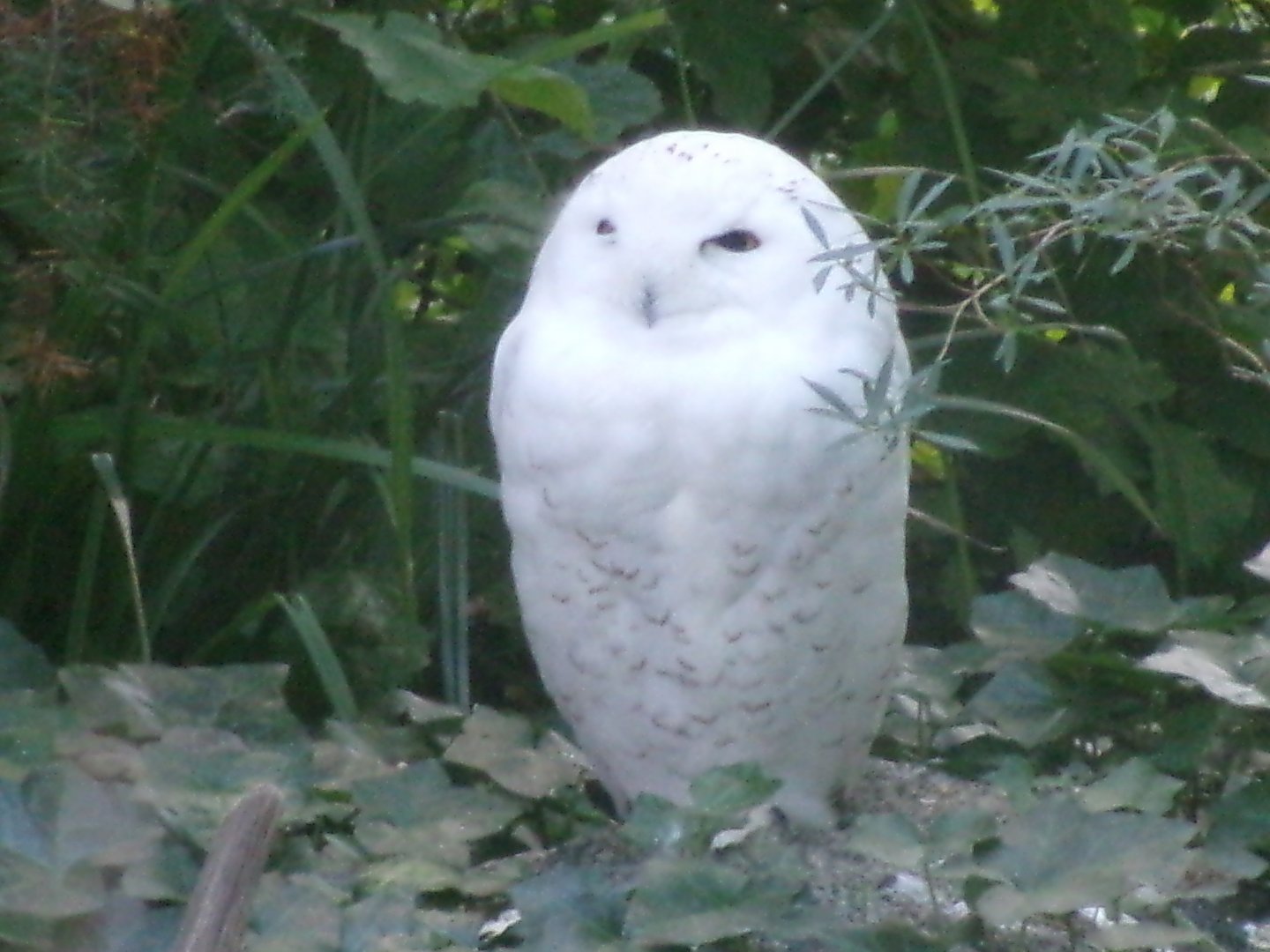Snowy owl