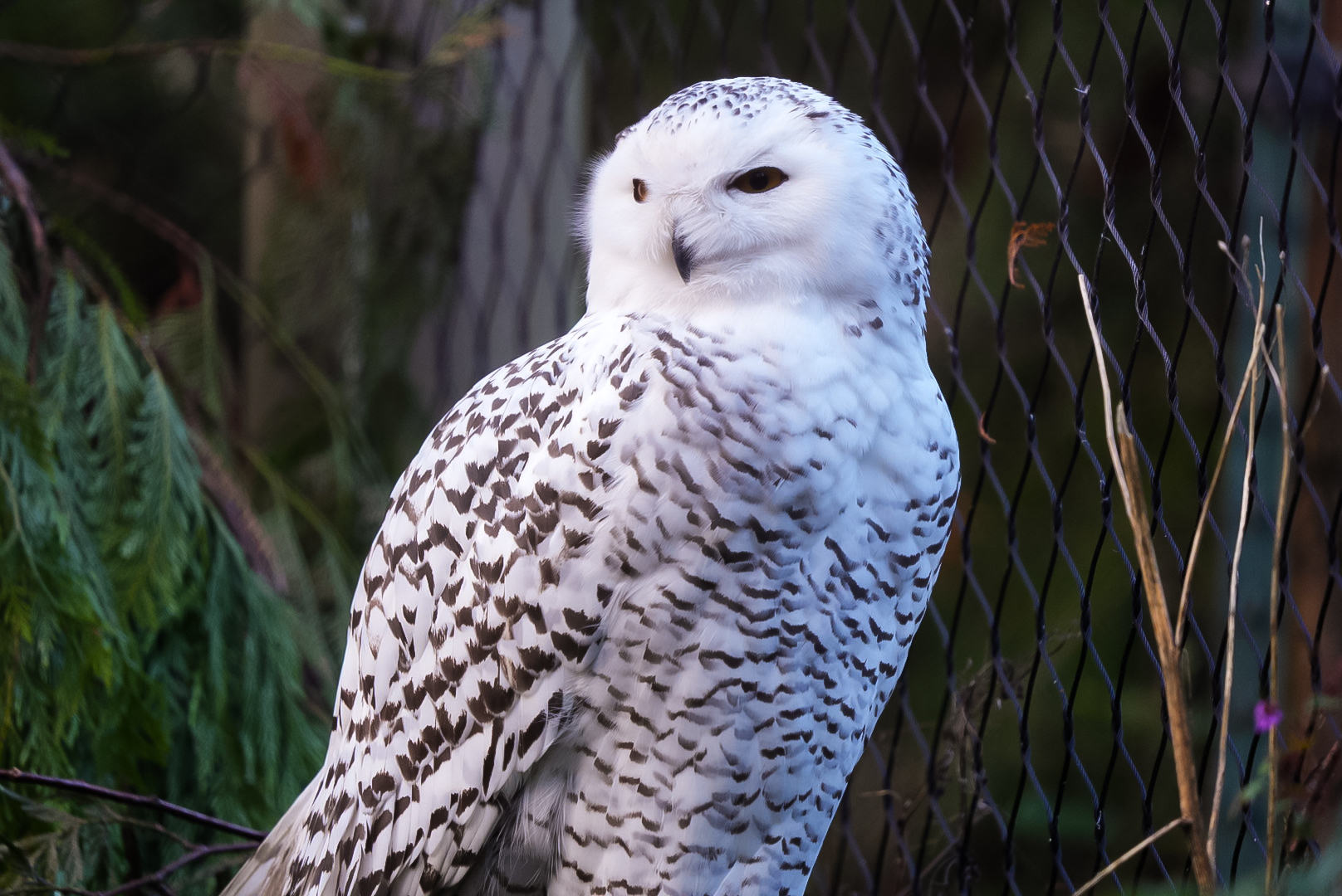 Snowy Owl