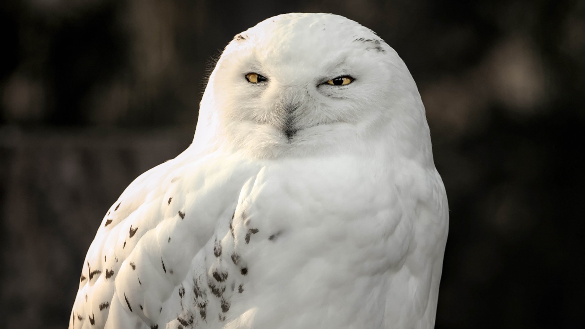 Snowy owl