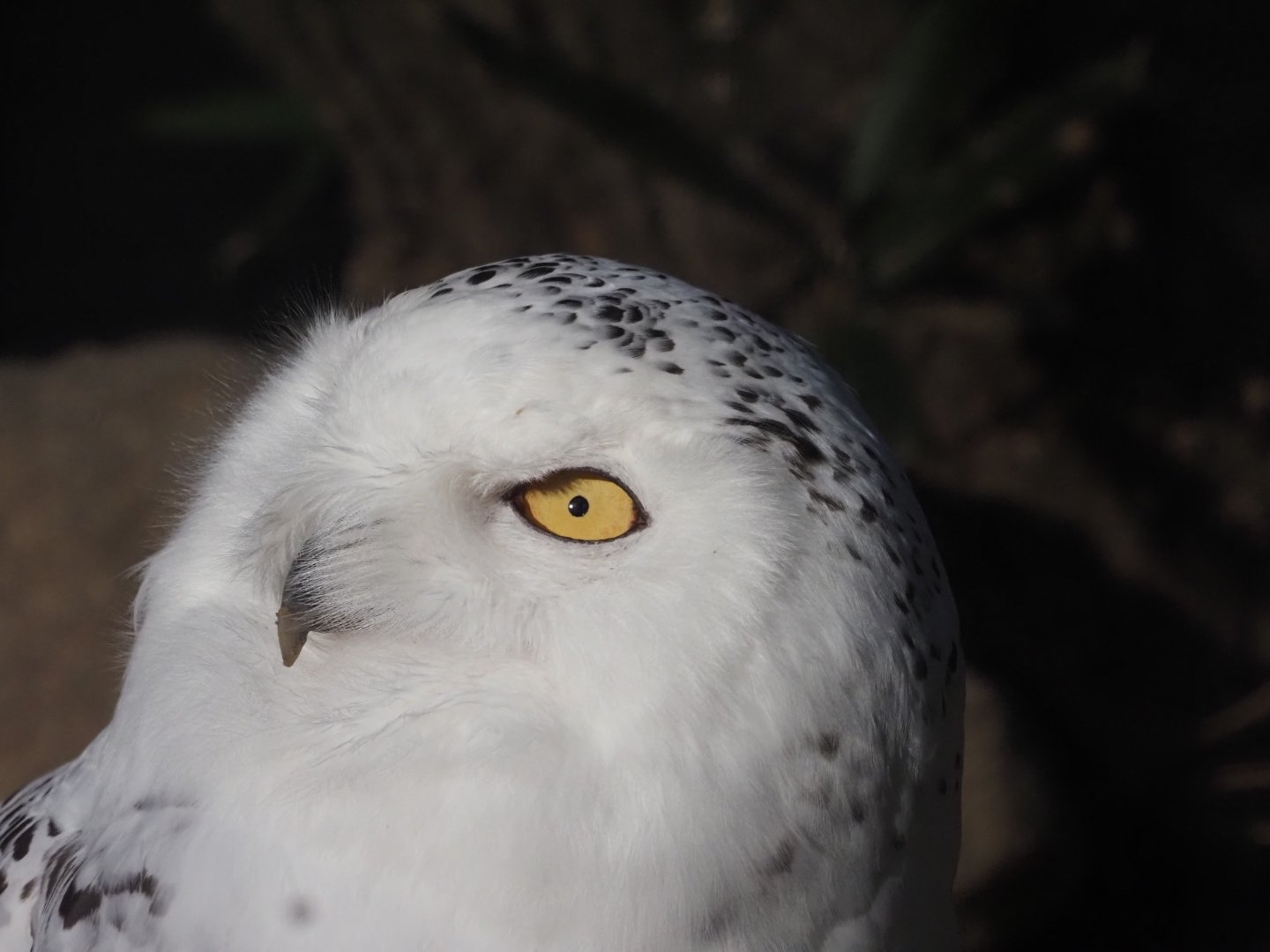 Snowy Owl
