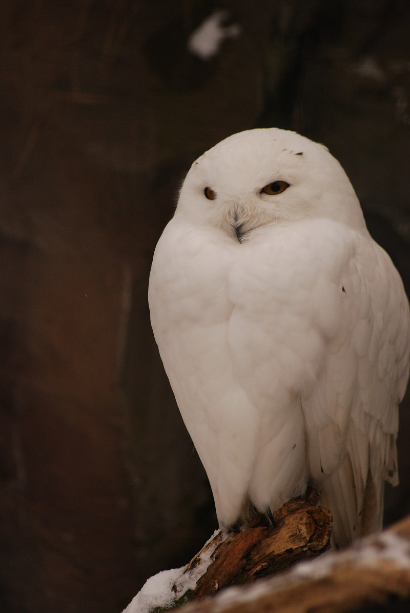 Snowy owl