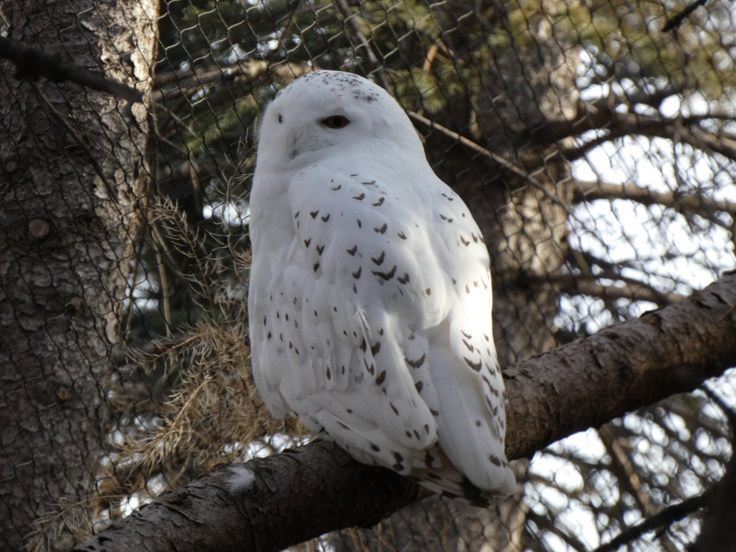 Snowy owl