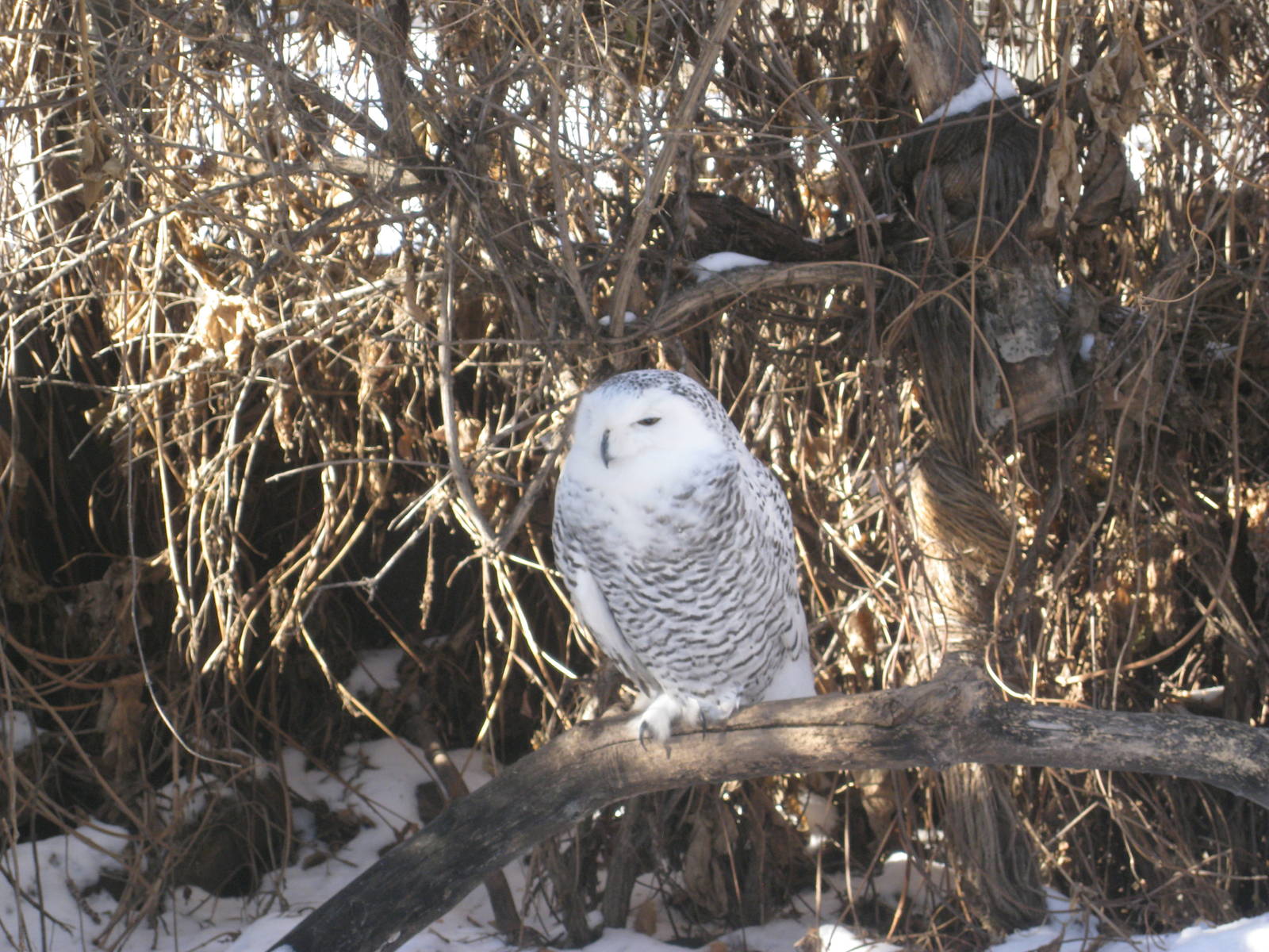 Snowy Owl
