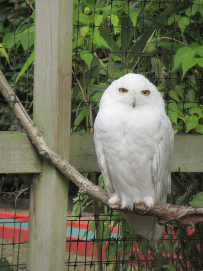 Snowy owl