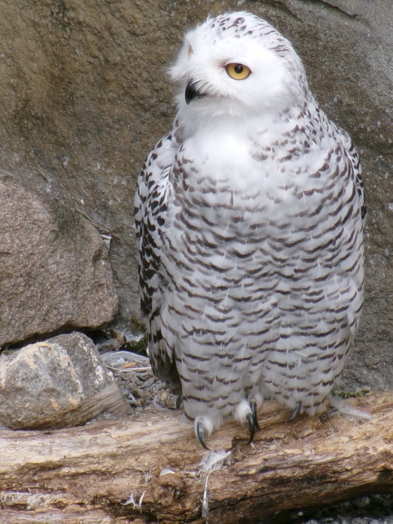 Snowy owl