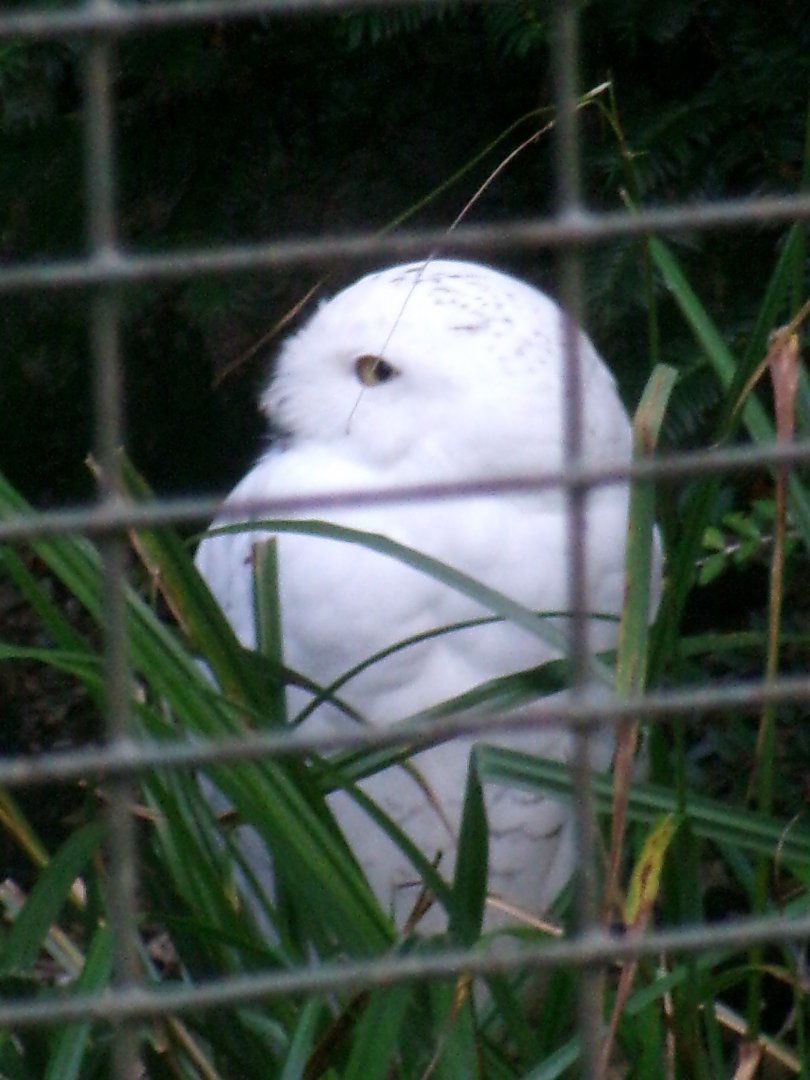 Snowy owl