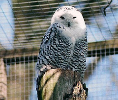 Snowy Owl