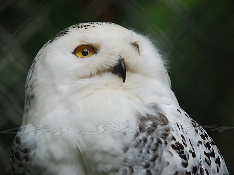 Snowy Owl